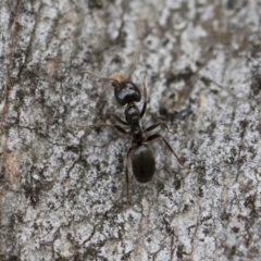 Anonychomyrma sp. (genus) at Michelago, NSW - 30 Mar 2019 12:13 PM