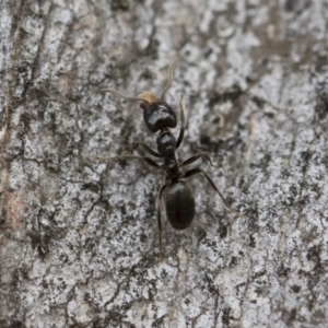 Anonychomyrma sp. (genus) at Michelago, NSW - 30 Mar 2019