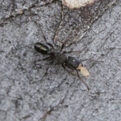 Rhytidoponera metallica (Greenhead ant) at Michelago, NSW - 30 Mar 2019 by Illilanga