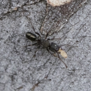 Rhytidoponera metallica at Michelago, NSW - 30 Mar 2019