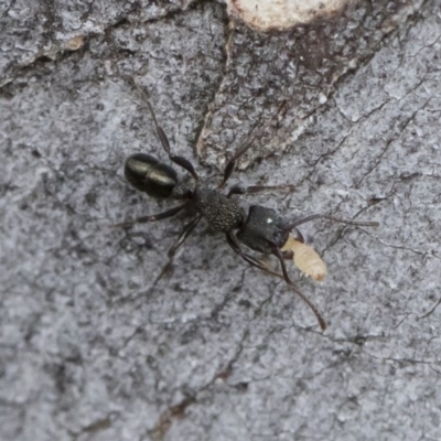 Rhytidoponera metallica (Greenhead ant) at Illilanga & Baroona - 30 Mar 2019 by Illilanga