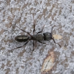 Rhytidoponera metallica at Michelago, NSW - 30 Mar 2019