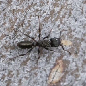 Rhytidoponera metallica at Michelago, NSW - 30 Mar 2019 12:17 PM