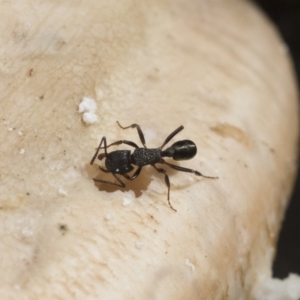 Rhytidoponera metallica at Michelago, NSW - 30 Mar 2019 12:17 PM