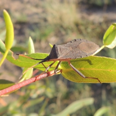 Amorbus sp. (genus) (Eucalyptus Tip bug) at Tuggeranong DC, ACT - 27 Mar 2019 by michaelb