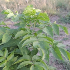 Acer negundo at Tuggeranong DC, ACT - 27 Mar 2019