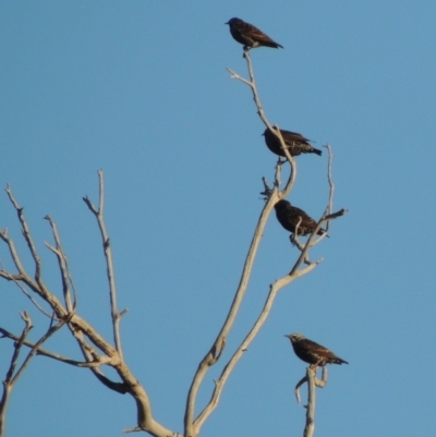 Sturnus vulgaris (Common Starling) at Tuggeranong DC, ACT - 27 Mar 2019 by MichaelBedingfield
