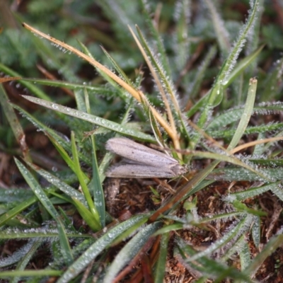 Philobota (genus) (Unidentified Philobota genus moths) at Hughes Grassy Woodland - 9 Jun 2019 by LisaH