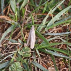 Philobota (genus) at Hughes, ACT - 9 Jun 2019