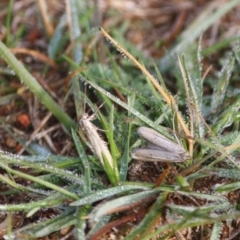 Philobota (genus) at Hughes, ACT - 9 Jun 2019