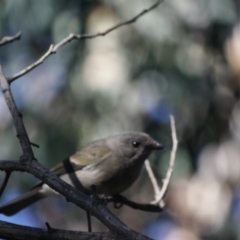 Pachycephala pectoralis (Golden Whistler) at Deakin, ACT - 9 Jun 2019 by LisaH