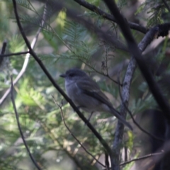 Pachycephala pectoralis at Deakin, ACT - 9 Jun 2019