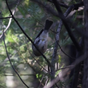 Pachycephala pectoralis at Deakin, ACT - 9 Jun 2019