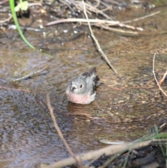 Petroica rosea (Rose Robin) at Deakin, ACT - 9 Jun 2019 by LisaH