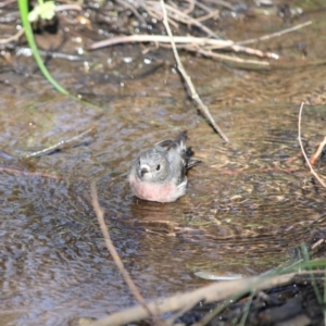 Petroica rosea at Deakin, ACT - 9 Jun 2019 12:54 PM