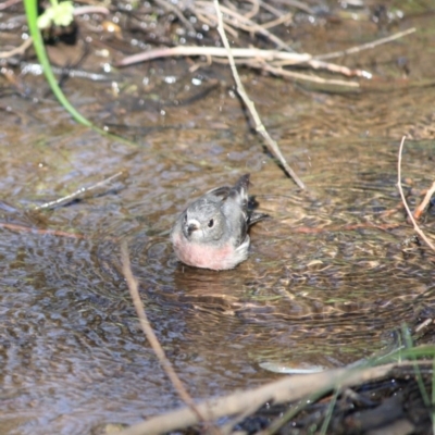 Petroica rosea (Rose Robin) at Red Hill Nature Reserve - 9 Jun 2019 by LisaH