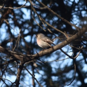 Petroica rosea at Deakin, ACT - 9 Jun 2019 12:54 PM