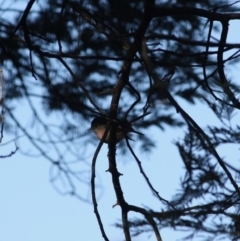 Petroica rosea at Deakin, ACT - 9 Jun 2019