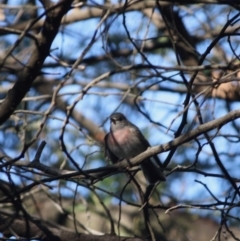 Petroica rosea at Deakin, ACT - 9 Jun 2019