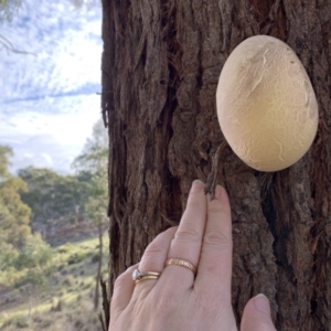 Laetiporus portentosus at Nanima, NSW - 9 Jun 2019 02:07 PM