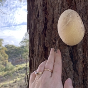 Laetiporus portentosus at Nanima, NSW - 9 Jun 2019