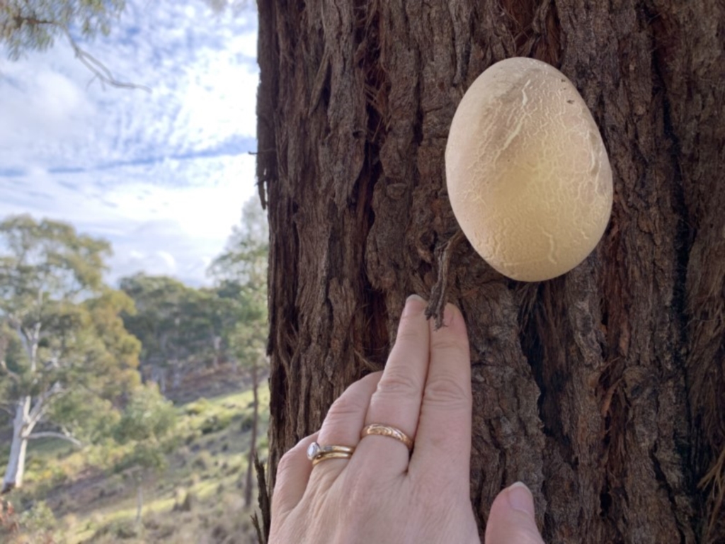 Laetiporus portentosus at Nanima, NSW - 9 Jun 2019