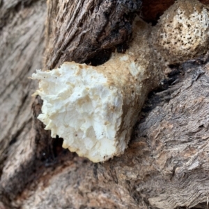 Laetiporus portentosus at Nanima, NSW - 9 Jun 2019 02:07 PM