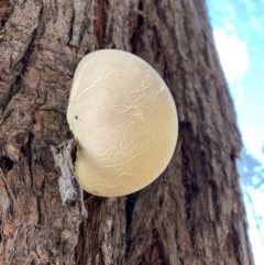 Laetiporus portentosus at Nanima, NSW - 9 Jun 2019 02:07 PM