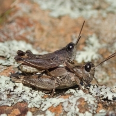 Phaulacridium vittatum (Wingless Grasshopper) at Majura, ACT - 9 Jun 2019 by kdm
