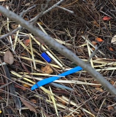 Ptilonorhynchus violaceus (Satin Bowerbird) at Federal Golf Course - 9 Jun 2019 by KL