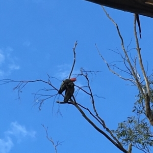 Callocephalon fimbriatum at Hughes, ACT - 9 Jun 2019