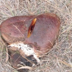 Unidentified Bolete - Fleshy texture, stem central (more-or-less) (TBC) at Belconnen, ACT - 9 Jun 2019 by Kurt