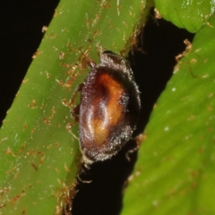 Coccinellidae (family) (Unidentified lady beetle) at Tidbinbilla Nature Reserve - 9 Jun 2019 by Marthijn