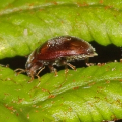 Coccinellidae (family) at Paddys River, ACT - 9 Jun 2019