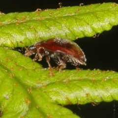 Coccinellidae (family) at Paddys River, ACT - 9 Jun 2019