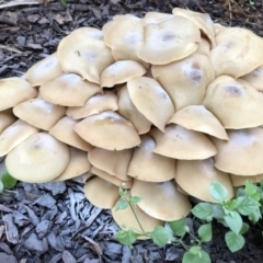 Armillaria sp. (A honey fungus) at Broughton Vale, NSW - 8 Jun 2019 by Nivlek
