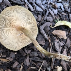 Armillaria sp. at Broughton Vale, NSW - 8 Jun 2019 03:31 PM