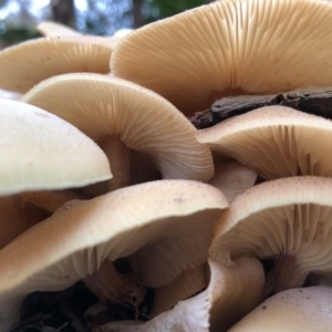 Armillaria sp. at Broughton Vale, NSW - 8 Jun 2019