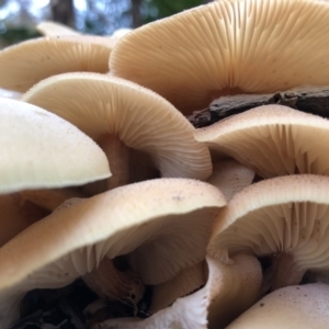 Armillaria sp. at Broughton Vale, NSW - 8 Jun 2019 03:31 PM