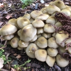 Armillaria sp. (A honey fungus) at Broughton Vale, NSW - 8 Jun 2019 by Nivlek