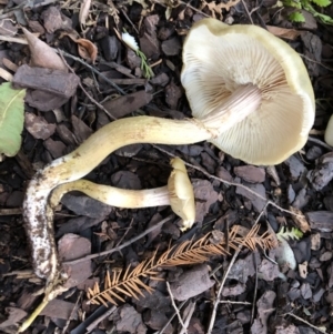 Armillaria sp. at Broughton Vale, NSW - 8 Jun 2019