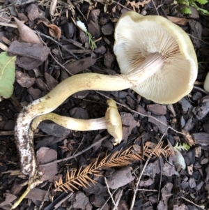 Armillaria sp. at Broughton Vale, NSW - 8 Jun 2019 03:33 PM