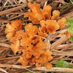 Podoscypha petalodes at Paddys River, ACT - 9 Jun 2019 by Marthijn