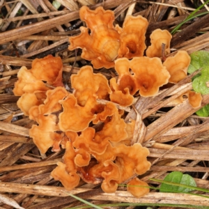 Podoscypha petalodes at Paddys River, ACT - 9 Jun 2019