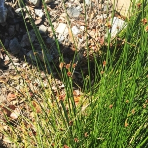 Ficinia nodosa at Canberra, ACT - 9 Jun 2019