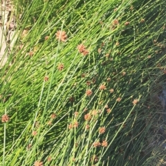 Ficinia nodosa at Canberra, ACT - 9 Jun 2019