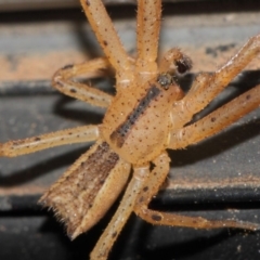 Sidymella trapezia (Trapezoid Crab Spider) at Evatt, ACT - 5 Jun 2019 by TimL