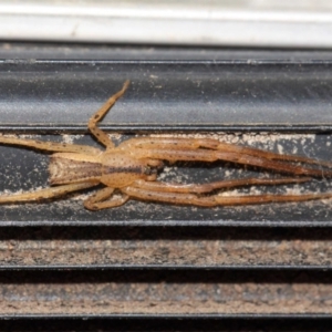 Sidymella trapezia at Evatt, ACT - 5 Jun 2019