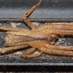 Sidymella trapezia at Evatt, ACT - 5 Jun 2019 04:09 PM