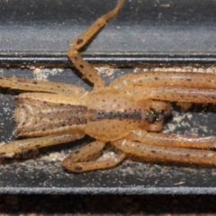 Sidymella trapezia at Evatt, ACT - 5 Jun 2019